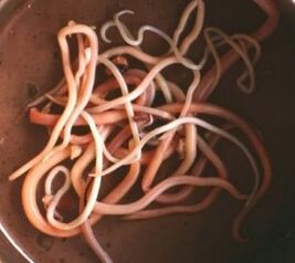 Intestinal parasites
