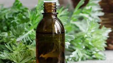 Wormwood to use the body to get rid of parasites