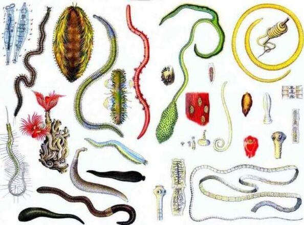 Types of human parasites
