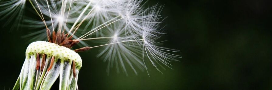 Dandelion against worms