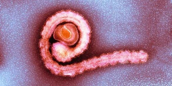 A dwarf ribbon in a human body